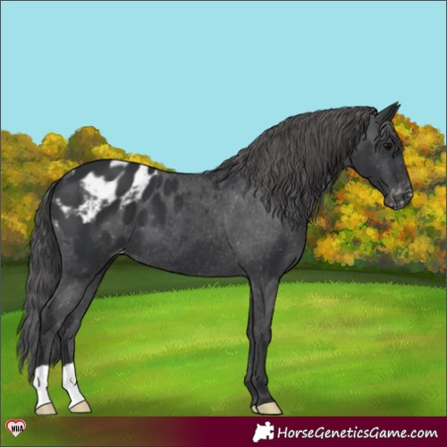 Horse Color:Black Appaloosa 