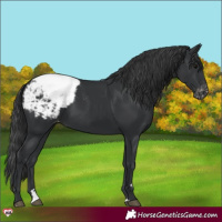 Horse Color:Black Appaloosa 