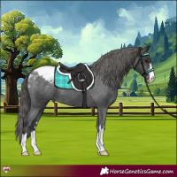 Horse Color:Black Appaloosa 