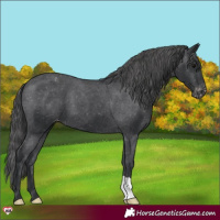Horse Color:Black Appaloosa 