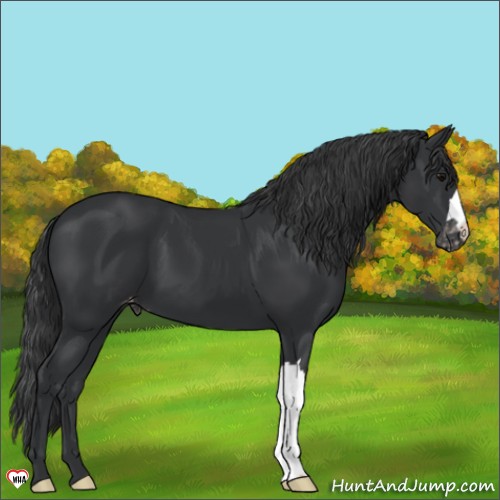 Horse Color:Black Appaloosa 