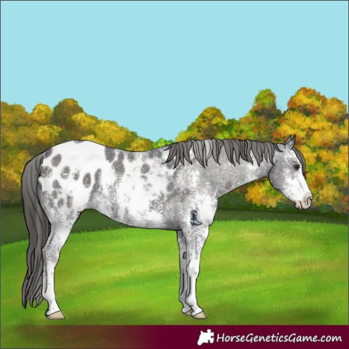 Horse Color:Liver Chestnut Sabino Blanket Rabicano 