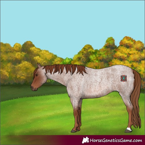 Horse Color:Red Roan 
