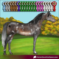 Horse Color:White Spotted Brown Sabino Rabicano 