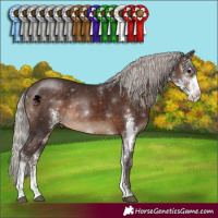 Horse Color:Silver Brown Sabino Rabicano 