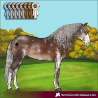Horse Color:Silver Brown Sabino Rabicano 