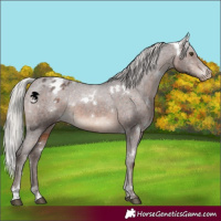 Horse Color:White Spotted Silver Brown Sabino Appaloosa Rabicano 