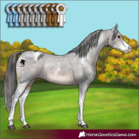 Horse Color:Brown Sabino Varnish Rabicano 