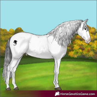 Horse Color:Black Sabino 