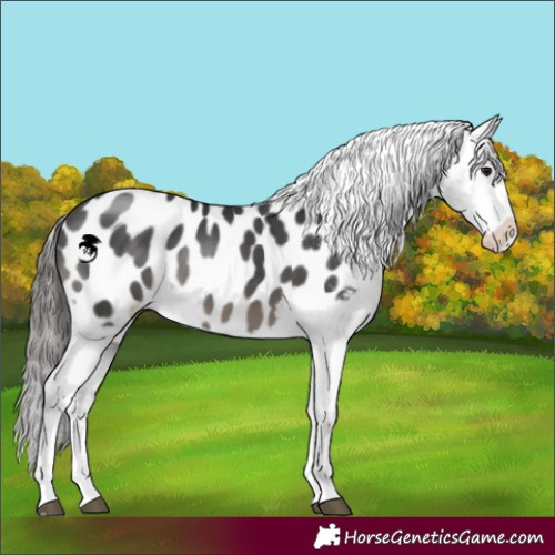 Horse Color:Black Sabino Appaloosa 
