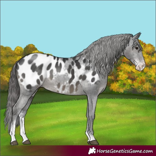 Horse Color:Black Sabino Appaloosa 