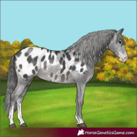 Horse Color:Black Sabino Appaloosa 
