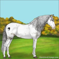 Horse Color:Smoky Grullo Sabino Varnish Brindle 