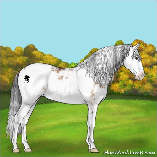 Horse Color:Buckskin Dun Sabino Brindle 