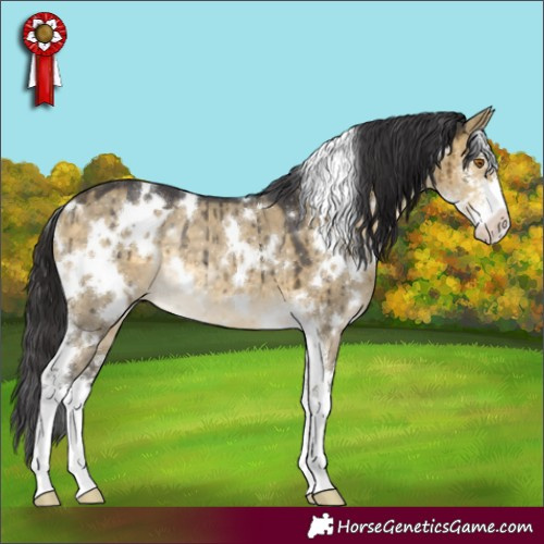 Horse Color:White Spotted Buckskin Dun Sabino Brindle 
