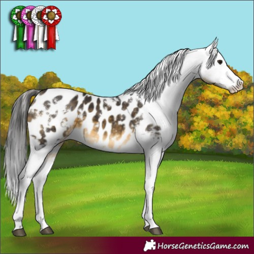 Horse Color:White Spotted Buckskin Sabino Appaloosa 