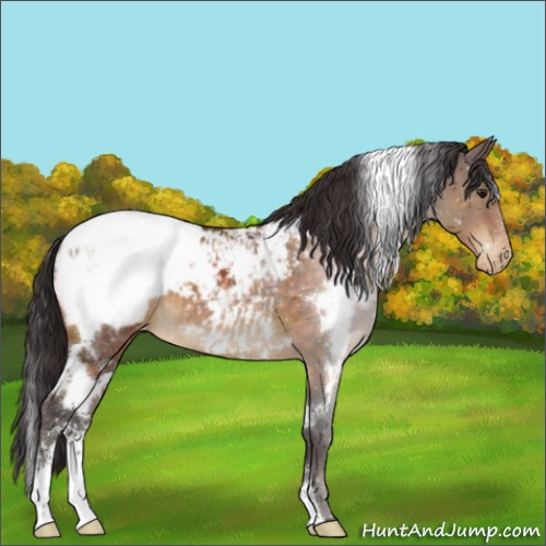 Horse Color:White Spotted Buckskin Sabino Snowcap Rabicano 