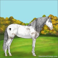 Horse Color:Brown Dun Sabino 