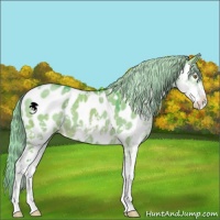 Horse Color:Watercolor Chocolate Palomino Dun Sabino Near Leopard 
