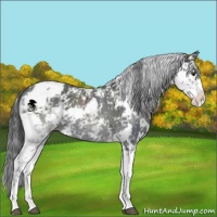 Horse Color:Black Sabino Appaloosa 