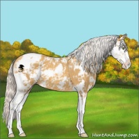 Horse Color:Gold Cream Champagne Sabino 