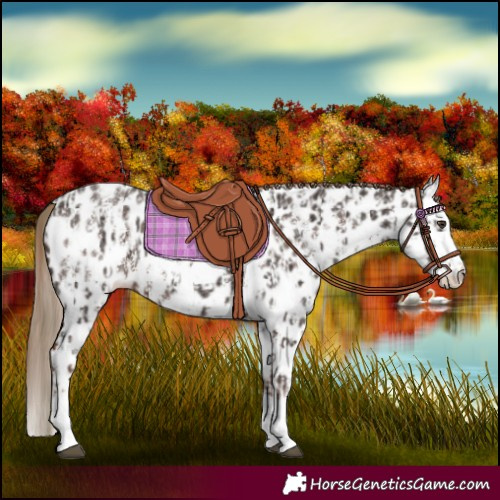 Horse Color:Liver Chestnut Sabino Splash Near Leopard  and Liver Chestnut Sabino Splash Near Leopard 