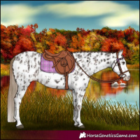 Horse Color:Liver Chestnut Sabino Splash Near Leopard  and Liver Chestnut Sabino Splash Near Leopard 