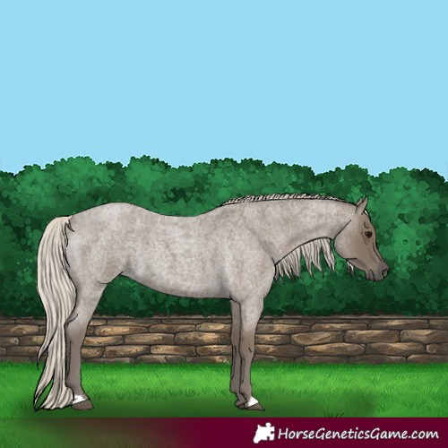 Horse Color:Silver Smoky Blue Roan