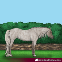 Horse Color:Silver Smoky Blue Roan 