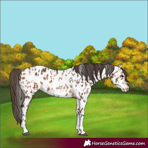 Horse Color:Bay Near Leopard  and Bay Near Leopard Rabicano 