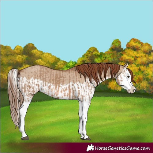 Horse Color:Red Dun Splash  and Red Dun Splash 