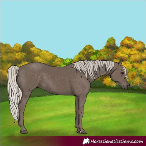 Horse Color:Silver Black 