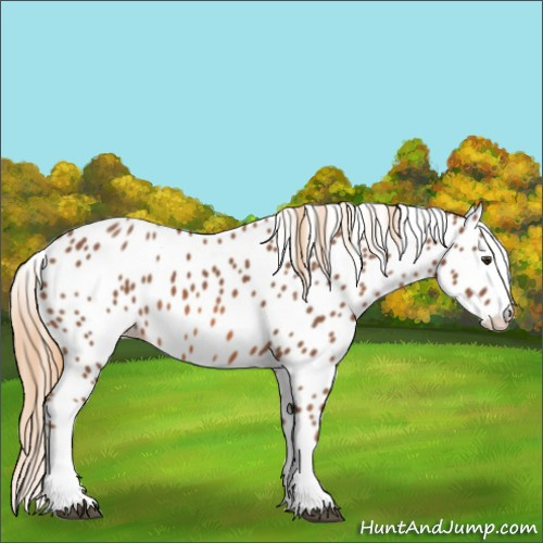 Horse Color:Chestnut Splash Leopard 