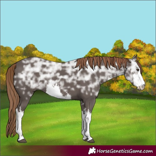 Horse Color:White Spotted Liver Chestnut Ice Rabicano 