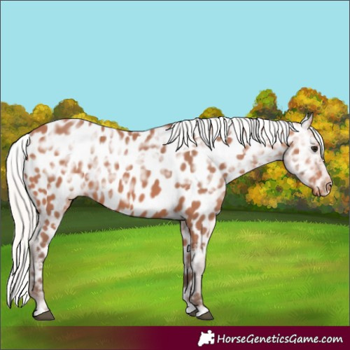 Horse Color:Silver Bay Ice Near Leopard