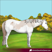 Horse Color:Red Dun Splash Varnish and Red Dun Splash Varnish