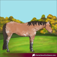 Horse Color:Bay Ice 