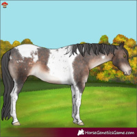 Horse Color:Brown Mushroom Tobiano Appaloosa 