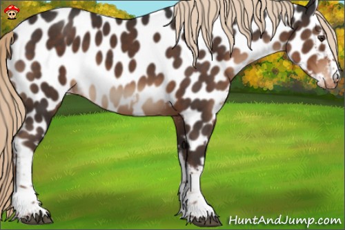 Horse Color:White Spotted Liver Chestnut Appaloosa 