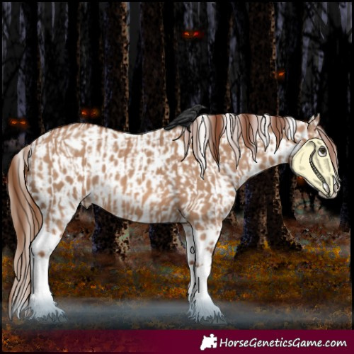 Horse Color:Red Dun Splash  and Red Dun Splash Appaloosa 
