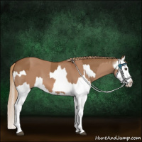 Horse Color:Red Dun Splash  and Gray Red Dun Splash 