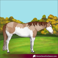 Horse Color:Red Dun Splash and Red Dun Splash