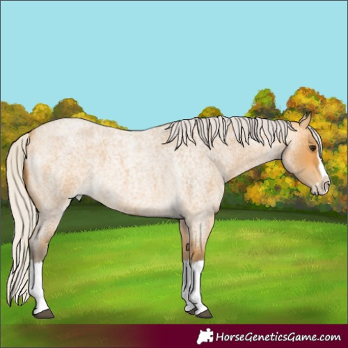 Horse Color:Silver Buckskin Roan Splash 