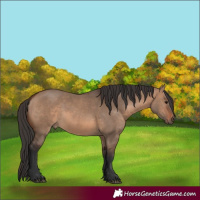 Horse Color:Brown Dun 