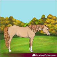 Horse Color:Red Dun 