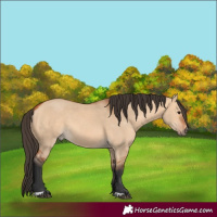 Horse Color:Bay Dun 