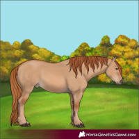 Horse Color:Red Dun 