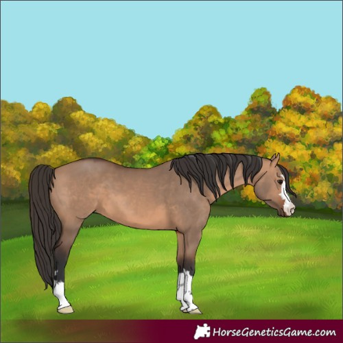 Horse Color:Bay Dun 