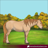 Horse Color:Red Dun 