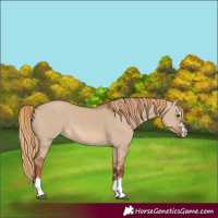 Horse Color:Red Dun 